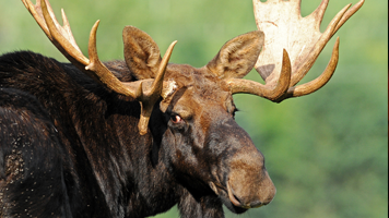 Moose, Lakes & Mountains Tour